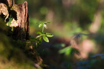 in the Woods - Free image #449367